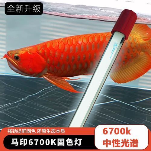 龍魚發色專用燈有哪些型號推薦？，龍魚發色專用燈哪個品牌最好
