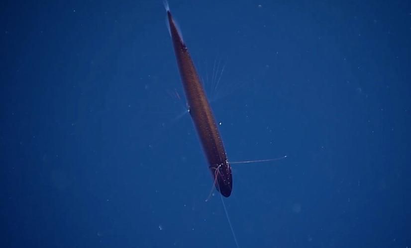 有哪些稀有龍魚品種,稀有龍魚品種介紹