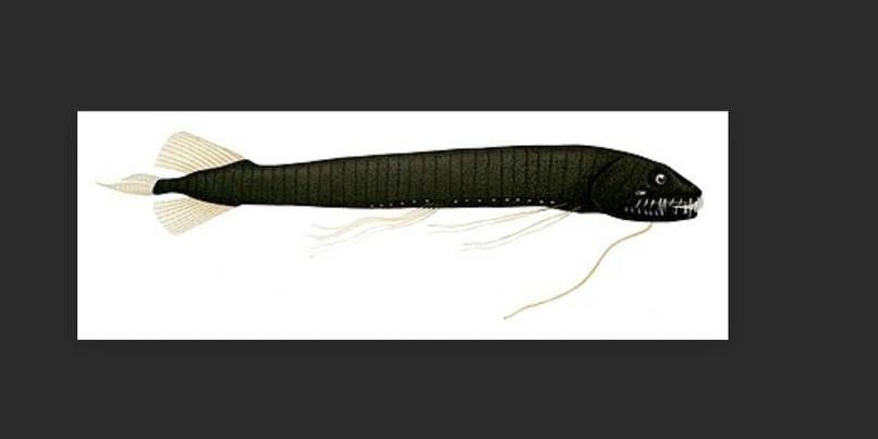 有哪些稀有龍魚品種,稀有龍魚品種介紹