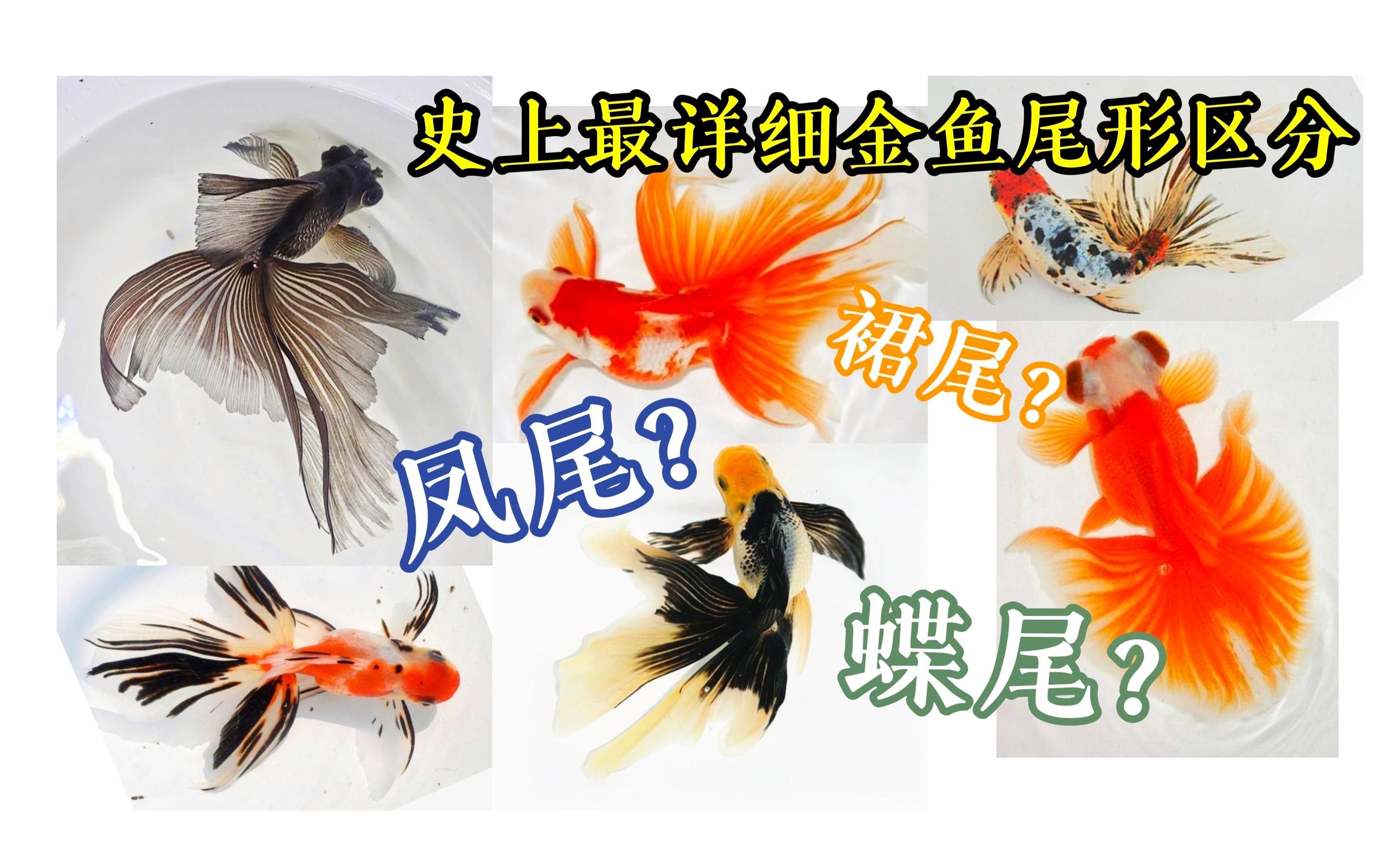 如何區(qū)分不同品種的金魚，如何區(qū)分不同品種的金魚，