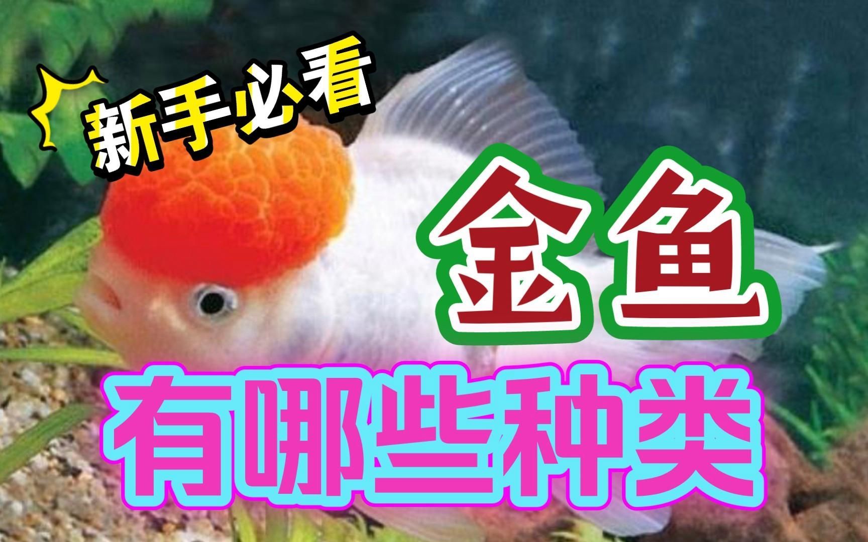 如何區(qū)分不同品種的金魚，如何區(qū)分不同品種的金魚，
