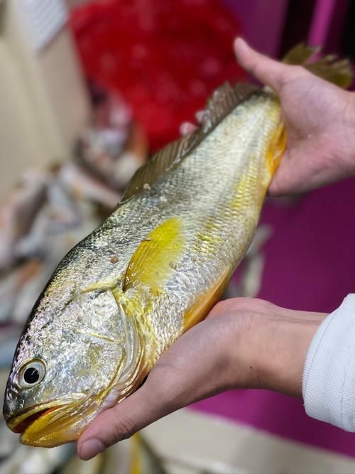 哪些魚種對氟苯尼考敏感，氟苯尼考在水產養殖中對氟苯尼考敏感性的關鍵信息整理