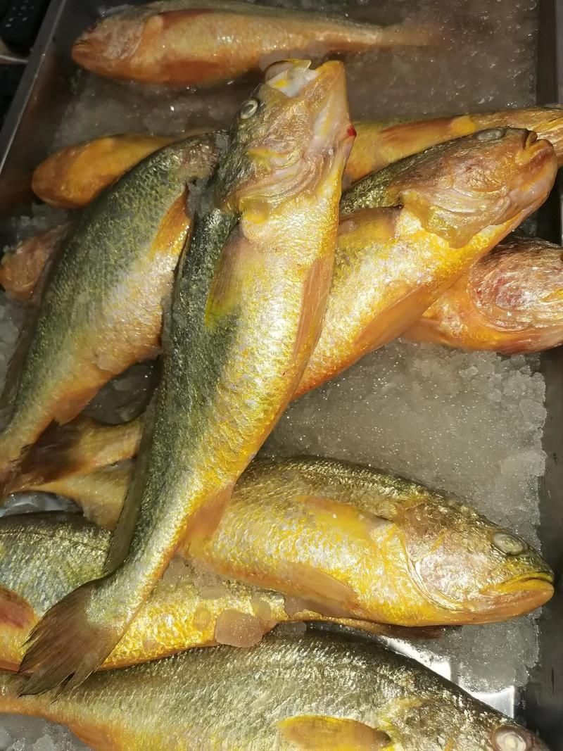 哪些魚種對氟苯尼考敏感，氟苯尼考在水產養殖中對氟苯尼考敏感性的關鍵信息整理