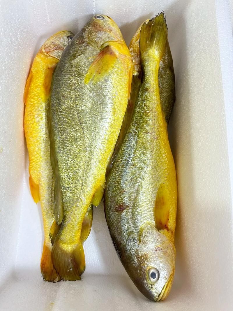 哪些魚種對氟苯尼考敏感，氟苯尼考在水產養殖中對氟苯尼考敏感性的關鍵信息整理