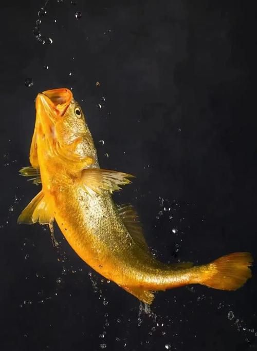 哪些魚種對氟苯尼考敏感，氟苯尼考在水產養殖中對氟苯尼考敏感性的關鍵信息整理