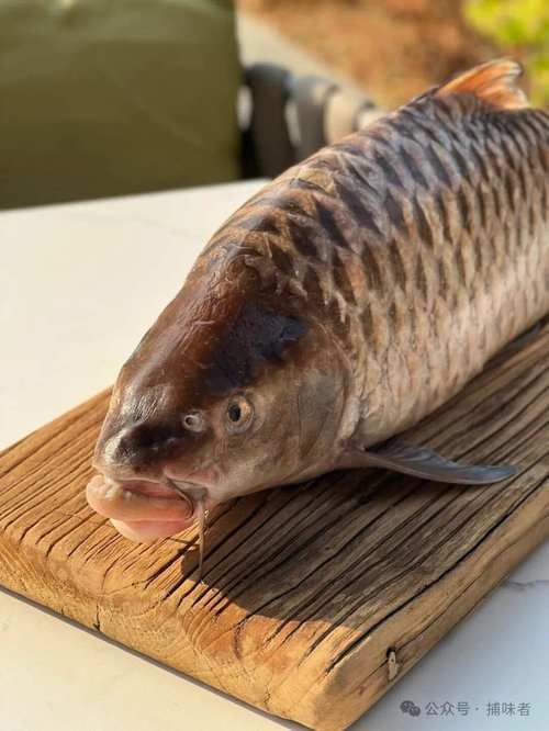 祥龍魚場(chǎng)的忘不了魚有哪些品種，祥龍魚場(chǎng)的忘不了魚有哪些品種祥龍魚場(chǎng)并未養(yǎng)殖或銷售“忘不了魚”