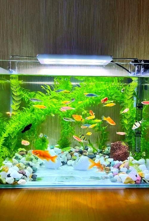 有沒有魚缸形狀的圖片示例，魚缸形狀的圖片示例：魚缸形狀的圖片示例