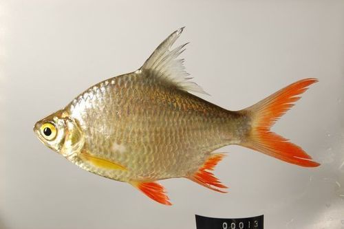 七紋巨鯉魚的價格是多少？，七紋巨鯉魚價格是多少七紋巨鯉魚的價格是多少