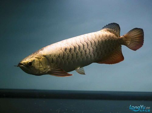 花龍魚有哪些品種，花龍魚品種分類（亞洲龍魚（亞洲龍魚（亞洲龍魚）品種詳解