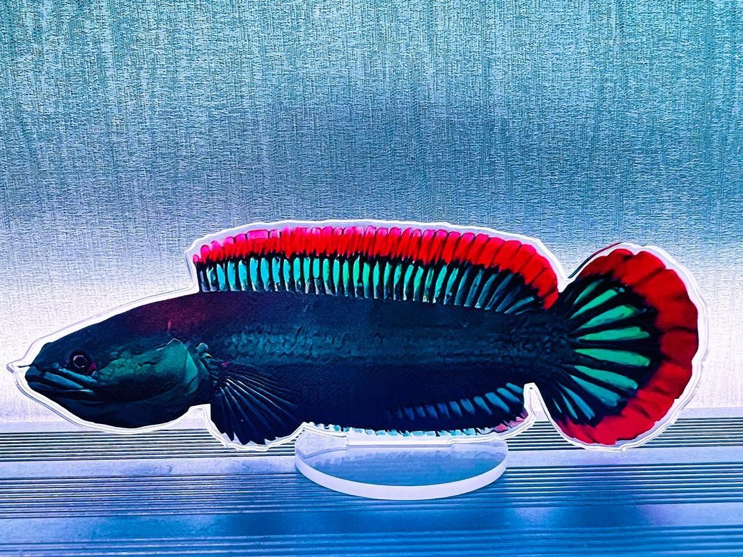 給我一些雷龍魚的高清大圖，水族界的狗狗——雷龍魚