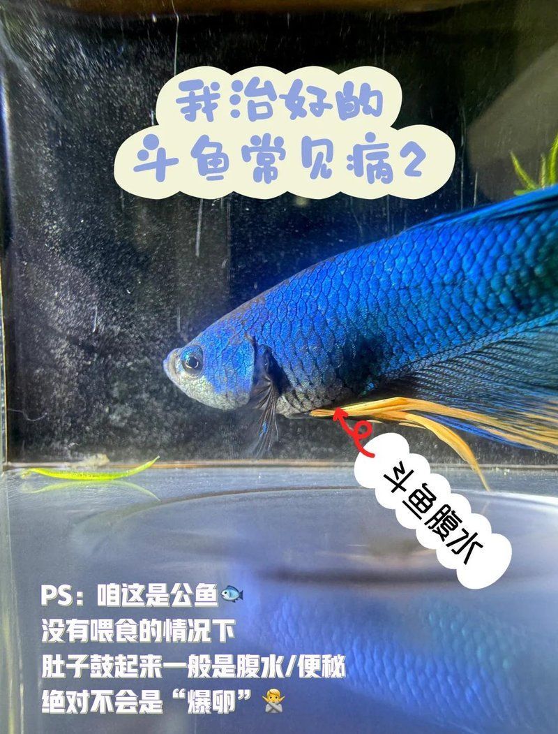 有哪些魚(yú)類(lèi)容易患腹水，哪些魚(yú)容易患腹水病
