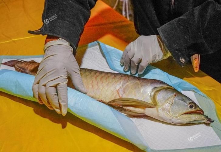 龍魚病死對主人好嗎有哪些具體案例,龍魚死亡對主人好嗎,龍魚病死對主人好嗎