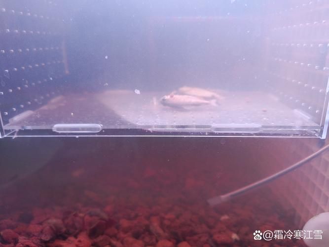 龍魚病死對主人好嗎有哪些具體案例,龍魚死亡對主人好嗎,龍魚病死對主人好嗎
