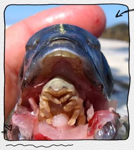 有沒有更多種類的魚虱圖片，如何區分不同種類的魚虱