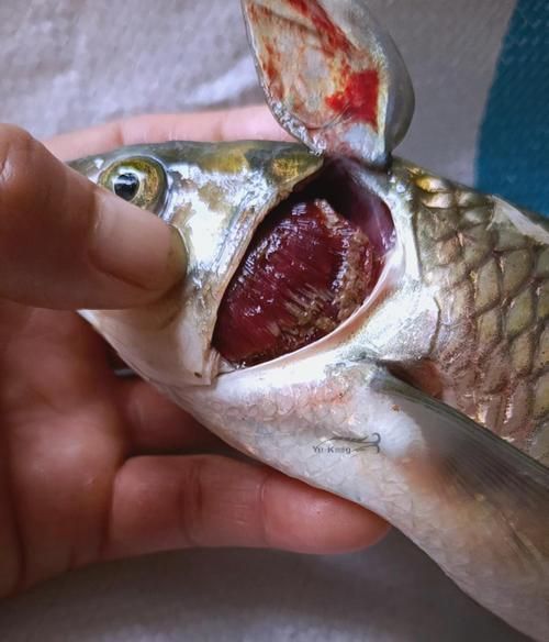 有哪些常見的魚病治療方法,關于魚病治療