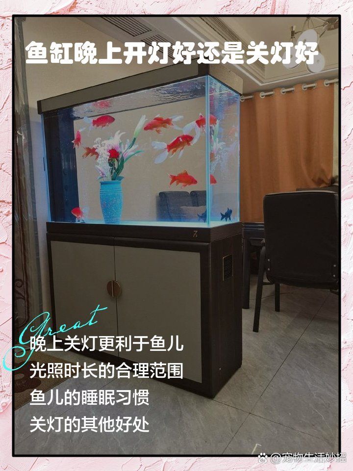 龍魚晚上不開燈會有什么后果？，龍魚晚上不開燈會有什么后果,