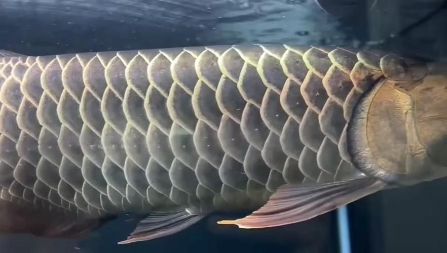 如何鑒別古典金龍魚的真偽，如何鑒別古典金龍魚