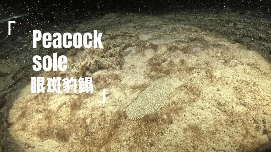 給我一些眼斑豹鰨的圖片，眼斑豹鰨是一種小型至中型的海洋魚類