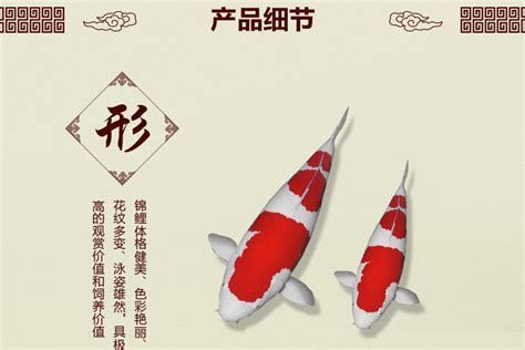 大正錦鯉魚，以白底襯紅色之美的錦鯉品系，大正錦鯉品種中的經典之作