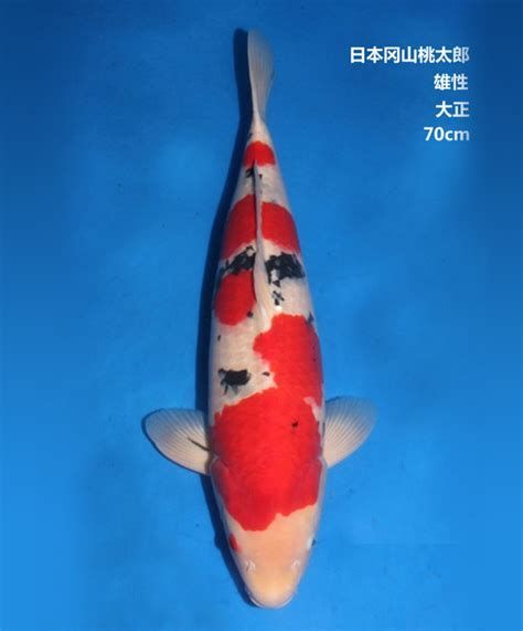大正錦鯉魚，以白底襯紅色之美的錦鯉品系，大正錦鯉品種中的經典之作