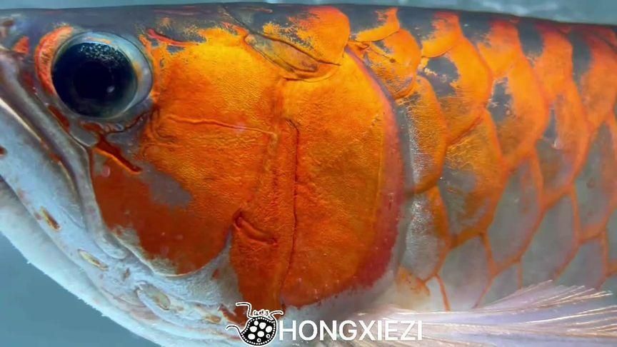 除了上述品牌,還有哪些龍魚品牌?,海洋之寶、海洋之寶、輝煌龍魚、海洋之寶、海洋之寶、海洋之寶