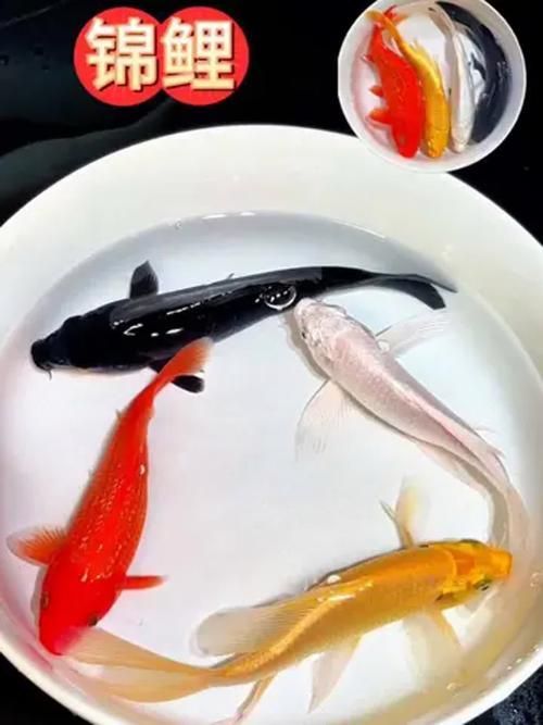 如何辨別20公分錦鯉的品質，20公分錦鯉的價格范圍是多少,如何判斷錦鯉的未來成長潛力
