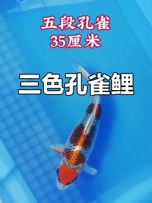如何辨別20公分錦鯉的品質，20公分錦鯉的價格范圍是多少,如何判斷錦鯉的未來成長潛力