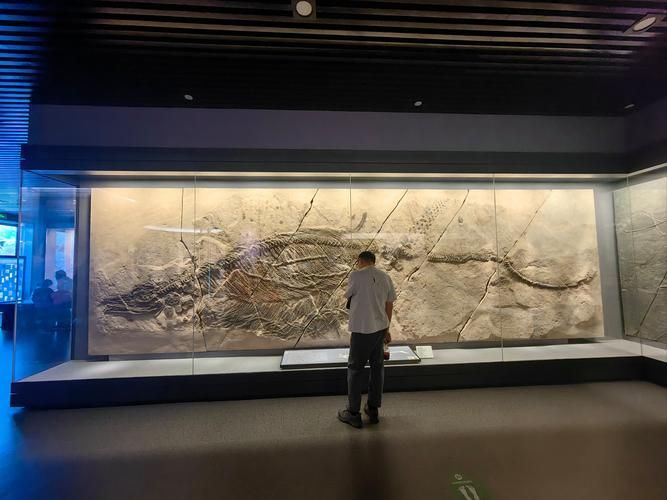 魚龍和龍魚在分類學(xué)上有什么關(guān)系？，魚龍與龍魚在分類學(xué)上的關(guān)系