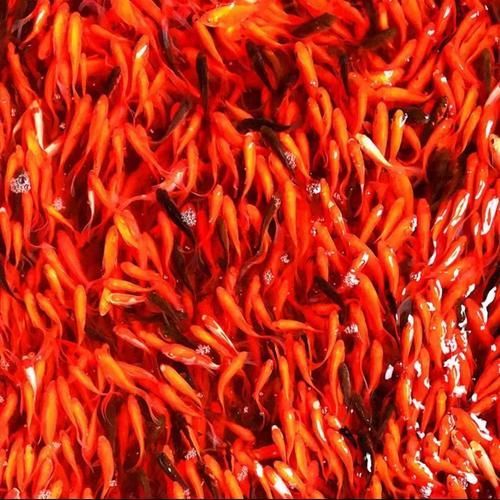 詳解草金魚的飼養方法