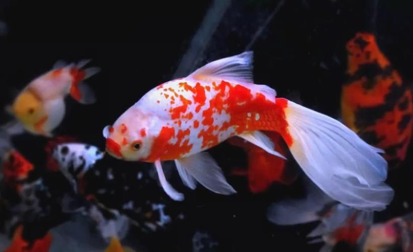 詳解草金魚的飼養方法