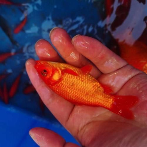 詳解草金魚的飼養方法