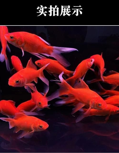詳解草金魚的飼養方法