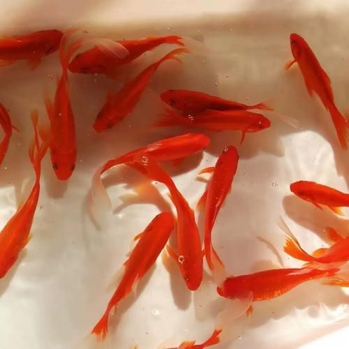 詳解草金魚的飼養方法