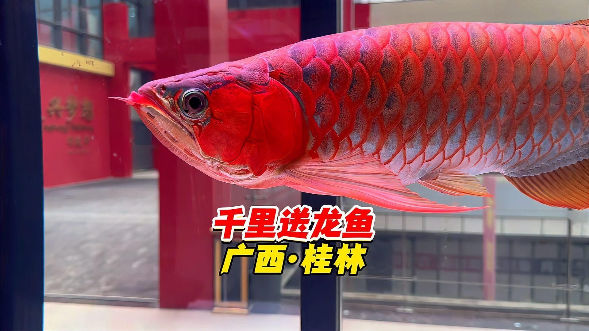 龍魚贈送時需要連缸送嗎，龍魚贈送時是否需要連缸送，龍魚贈送時需要連缸送嗎