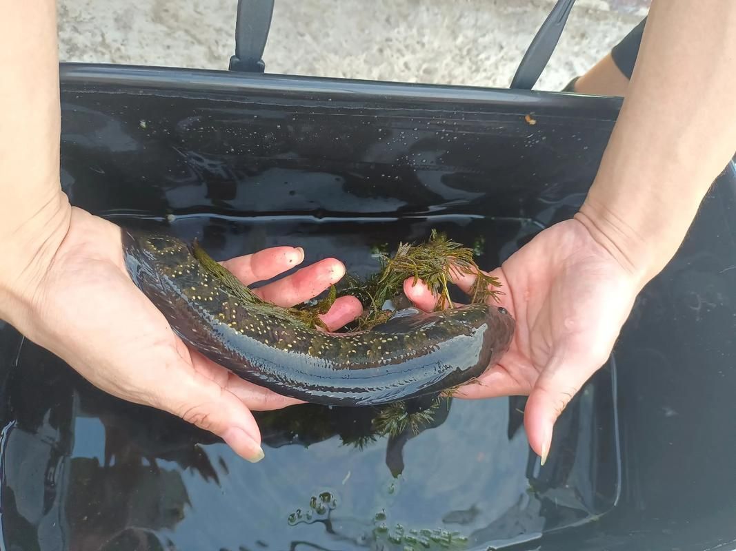 如何區(qū)分野生和養(yǎng)殖雷龍魚