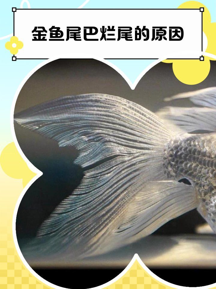 金魚爛尾后如何護理，金魚爛尾后如何護理,金魚爛尾快速治療方法