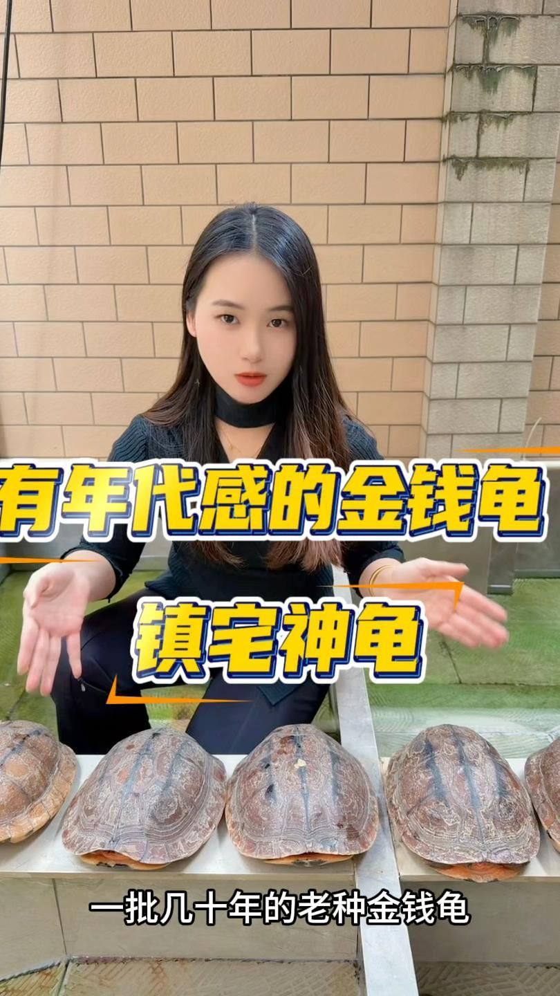 鎮(zhèn)宅龜?shù)娘曫B(yǎng)方法，鎮(zhèn)宅龜怎么養(yǎng)？