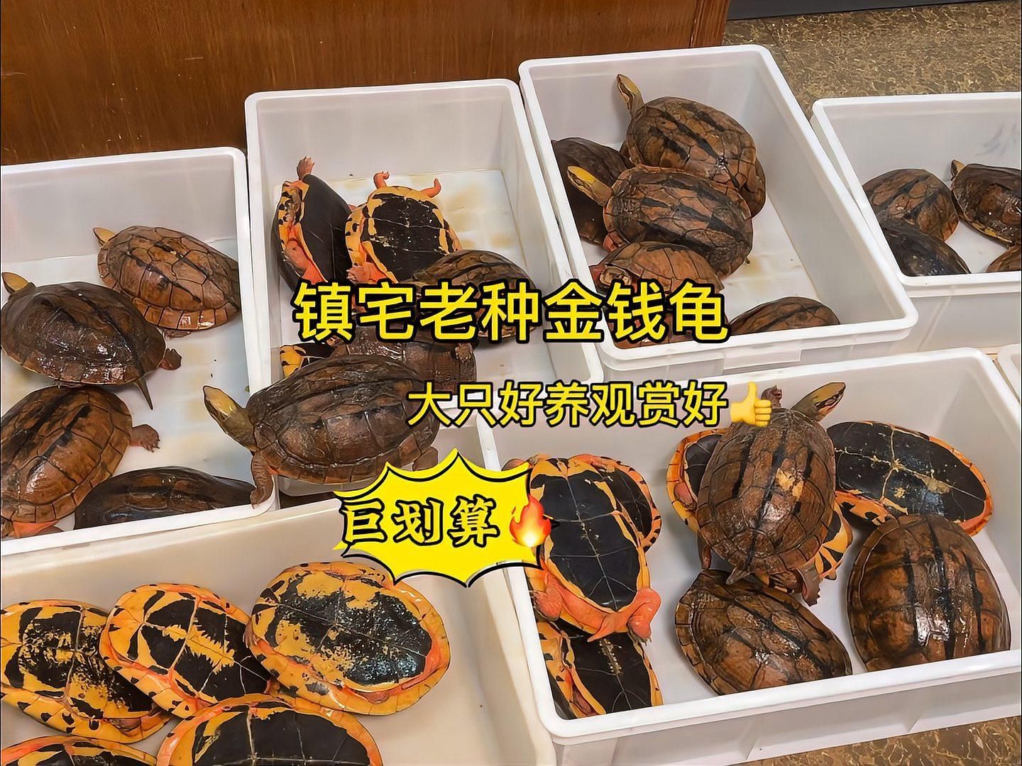 鎮(zhèn)宅龜?shù)娘曫B(yǎng)方法，鎮(zhèn)宅龜怎么養(yǎng)？