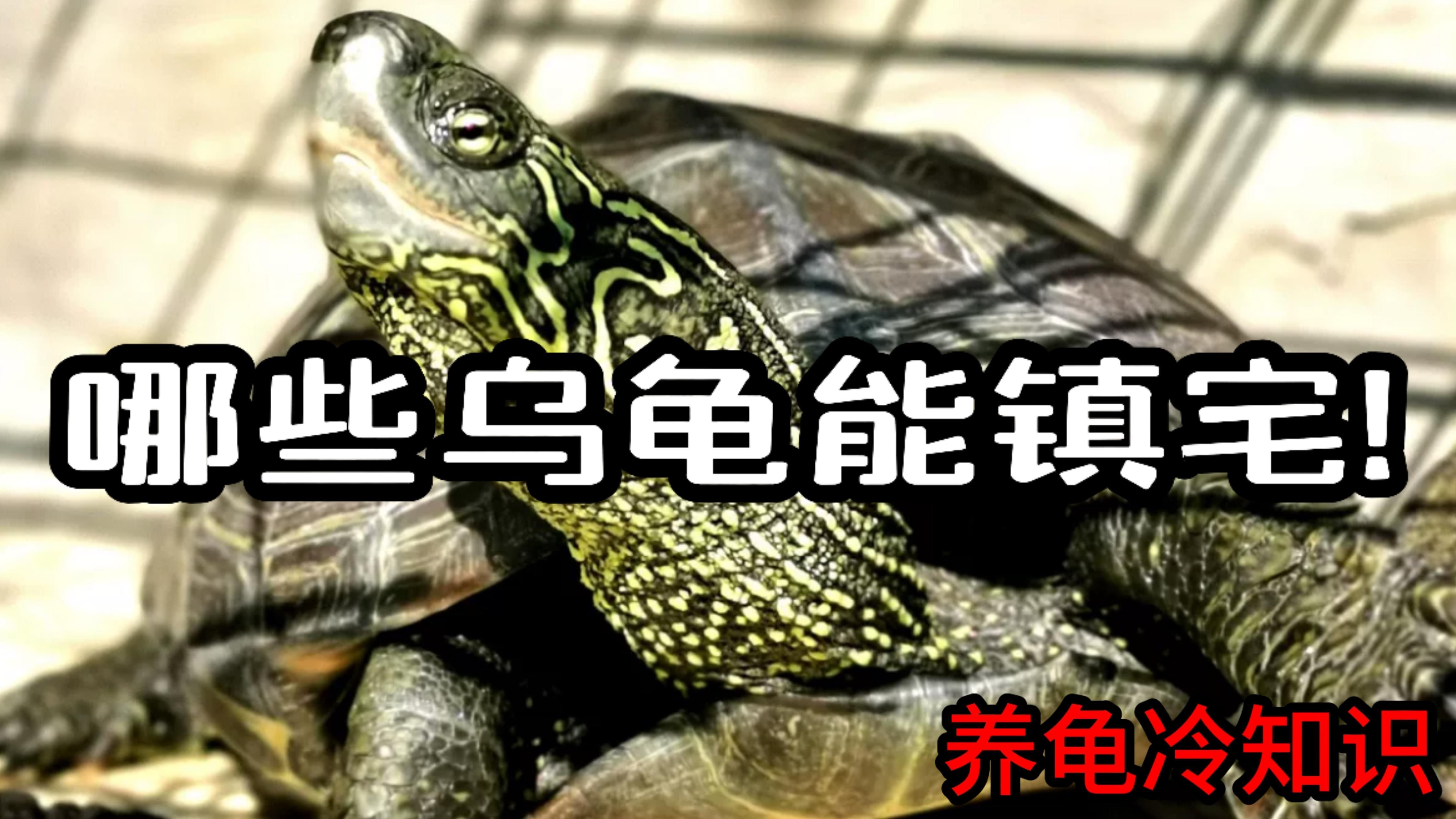 鎮(zhèn)宅龜?shù)娘曫B(yǎng)方法，鎮(zhèn)宅龜怎么養(yǎng)？