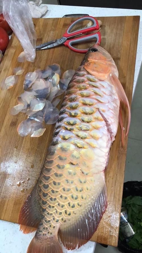 如何判斷龍魚是否需要忌食？，——權威飼養指南詳解如何判斷龍魚是否需要忌食