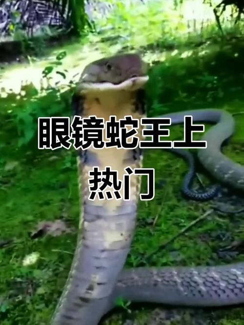 能否提供蛇王揉肚子的圖片或視頻