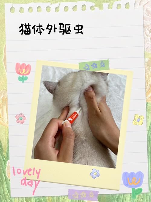 預防性驅蟲的具體步驟是什么,伊麗莎白圈預防性驅蟲是確保寵物健康的重要措施并有多重要