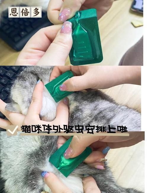 預防性驅蟲的具體步驟是什么,伊麗莎白圈預防性驅蟲是確保寵物健康的重要措施并有多重要