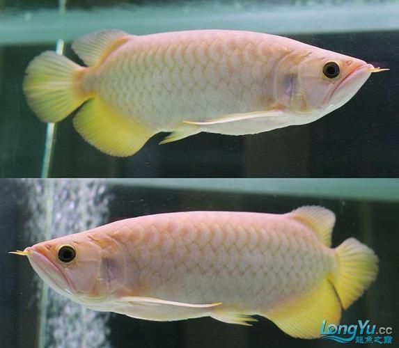 如何辨別黃尾龍魚的真?zhèn)危浚绾伪鎰e黃尾龍魚