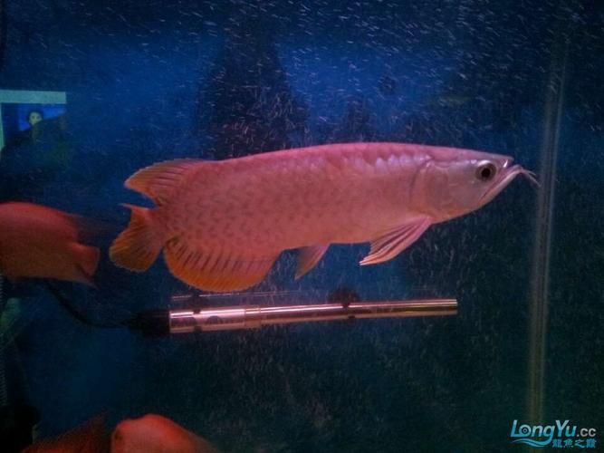 如何辨別黃尾龍魚的真?zhèn)危浚绾伪鎰e黃尾龍魚