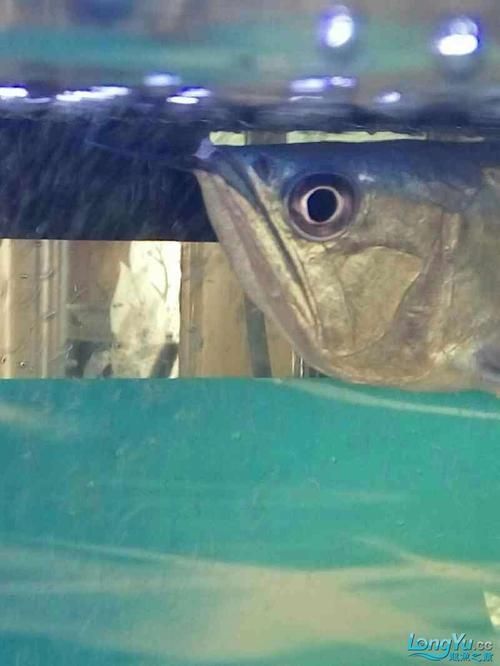 能再給我幾張不同風格的龍魚嘴撞破圖片嗎？，不同風格的龍魚嘴撞破可以嗎？