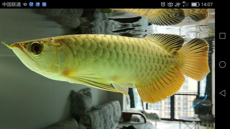 能再給我幾張不同風格的龍魚嘴撞破圖片嗎？，不同風格的龍魚嘴撞破可以嗎？