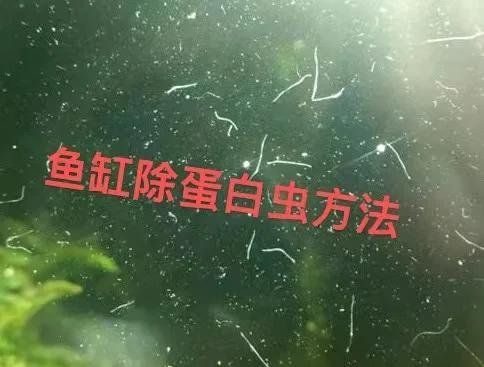 魚飼料起白色密密麻麻的蟲子，魚飼料中出現白色密密麻麻的蟲子可能是害蟲、寄生蟲或細菌