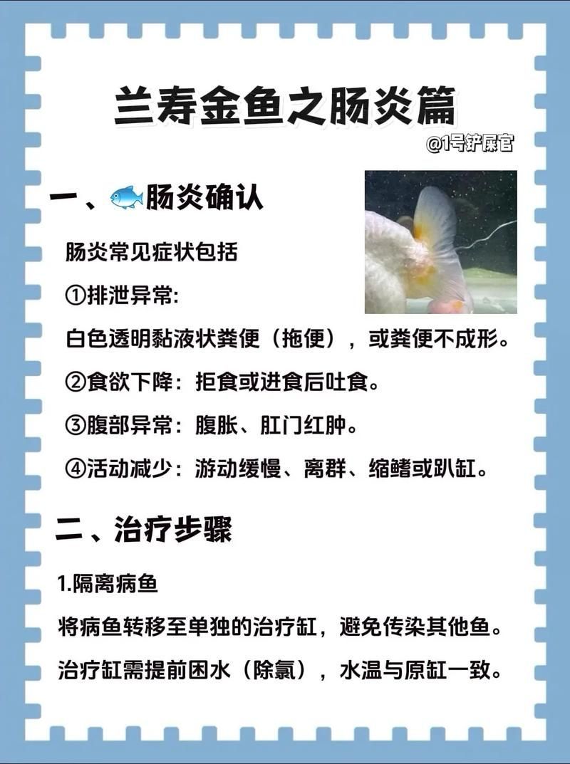 金龍魚腸胃病如何治療?,金龍魚腸胃病如何治療