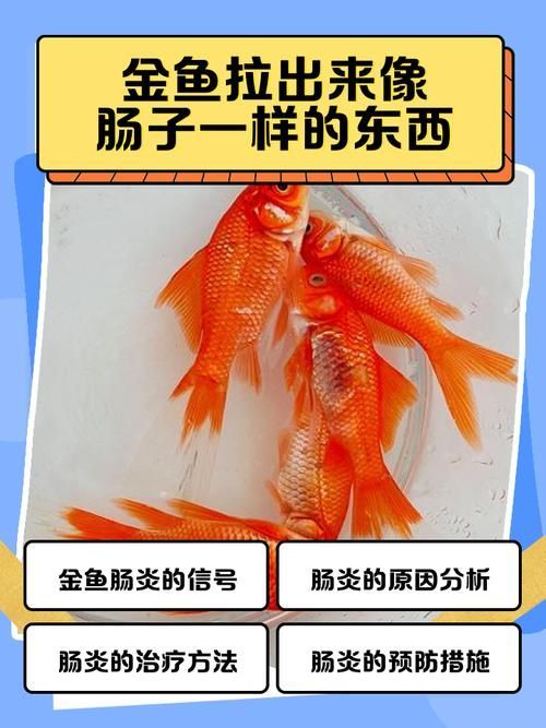 金龍魚腸胃病如何治療?,金龍魚腸胃病如何治療